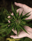 Body Care Deluxe 'Holy Hemp'